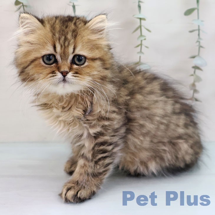 鹿児島県のペルシャ (ペットプラス 姶良店/2026年1月12日生まれ/男の子/チンチラゴールデン)の子猫の1枚目の画像