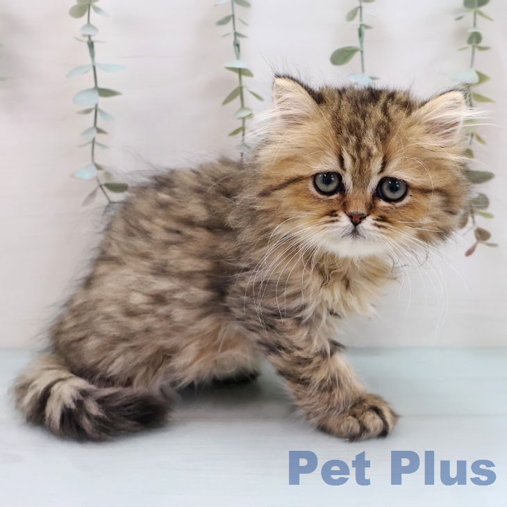 鹿児島県のペルシャ (ペットプラス 姶良店/2026年1月12日生まれ/男の子/チンチラゴールデン)の子猫の2枚目の画像