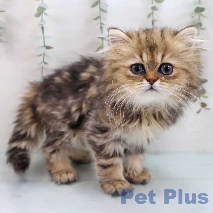 福岡県のペルシャ (ペットプラス 小倉南店/2026年1月12日生まれ/女の子/チンチラゴールデン)の子猫の1枚目の画像
