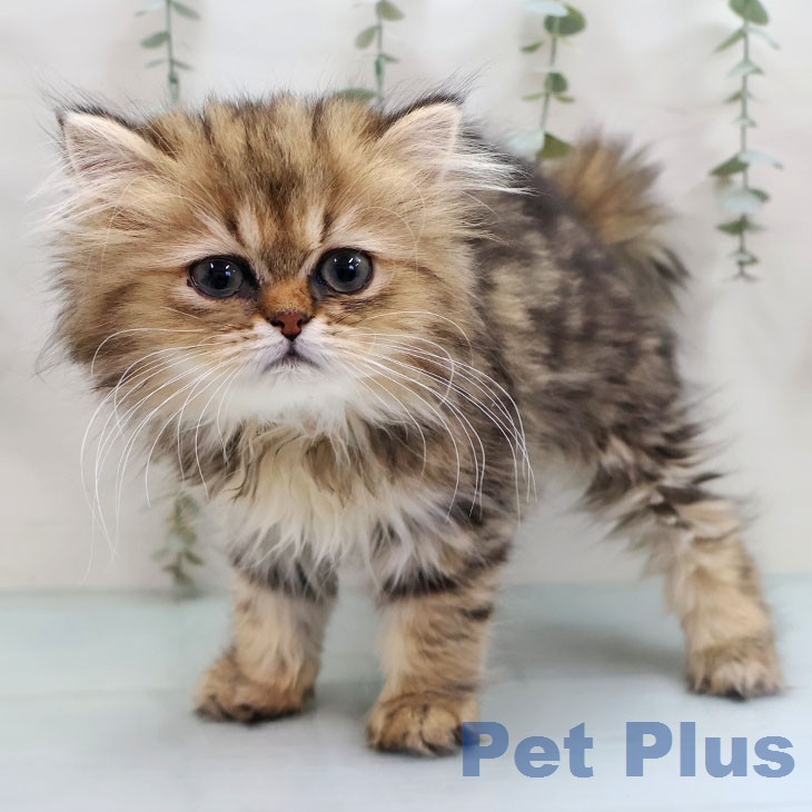 福岡県のペルシャ (ペットプラス 小倉南店/2026年1月12日生まれ/女の子/チンチラゴールデン)の子猫の2枚目の画像
