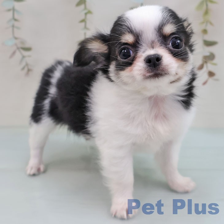 神奈川県のチワワ(ロング) (ペットプラス 湘南平塚店/2026年1月28日生まれ/男の子/ブラックタンホワイト)の子犬の1枚目の画像