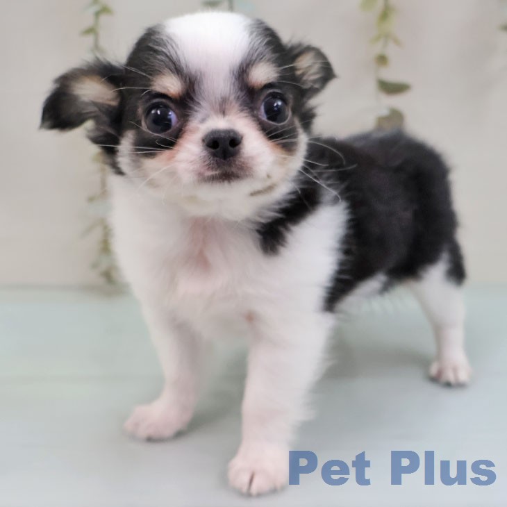 神奈川県のチワワ(ロング) (ペットプラス 湘南平塚店/2026年1月28日生まれ/男の子/ブラックタンホワイト)の子犬の2枚目の画像