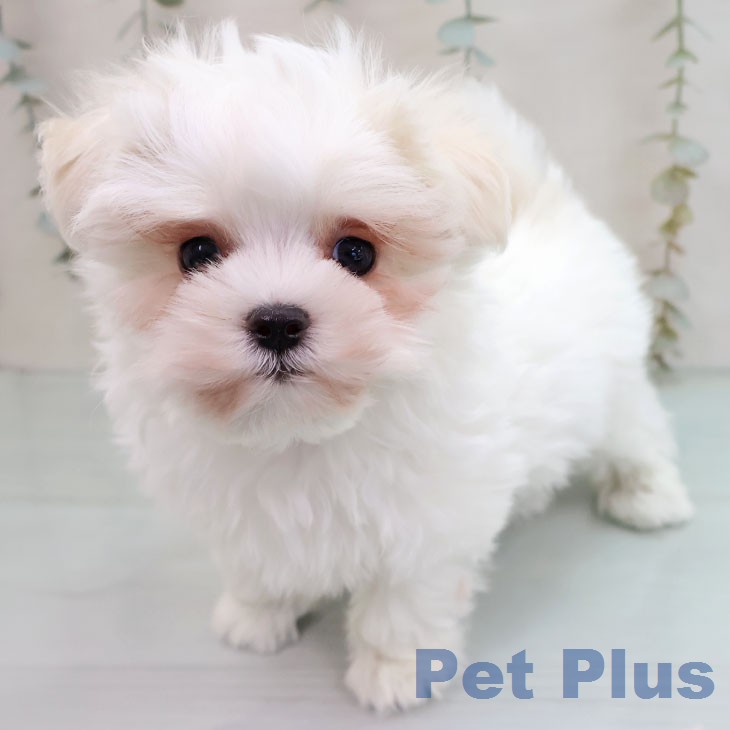 福岡県のマルチーズ (ペットプラス ららぽーと福岡店/2026年1月27日生まれ/男の子/ホワイト)の子犬の1枚目の画像