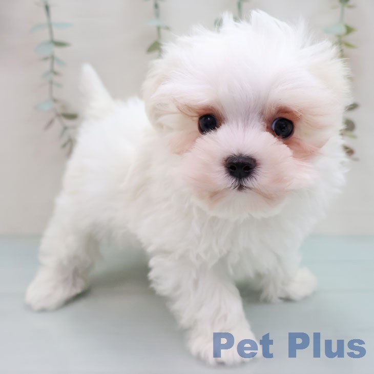 福岡県のマルチーズ (ペットプラス ららぽーと福岡店/2026年1月27日生まれ/男の子/ホワイト)の子犬の2枚目の画像