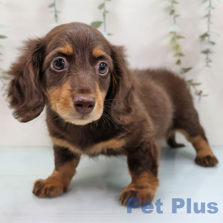熊本県のミニチュアダックスフンド(ロング) (ペットプラス 熊本店/2026年1月25日生まれ/男の子/チョコレートタン)の子犬の1枚目の画像