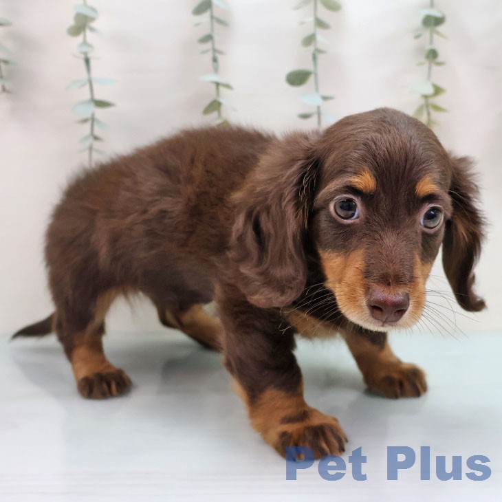 熊本県のミニチュアダックスフンド(ロング) (ペットプラス 熊本店/2026年1月25日生まれ/男の子/チョコレートタン)の子犬の2枚目の画像