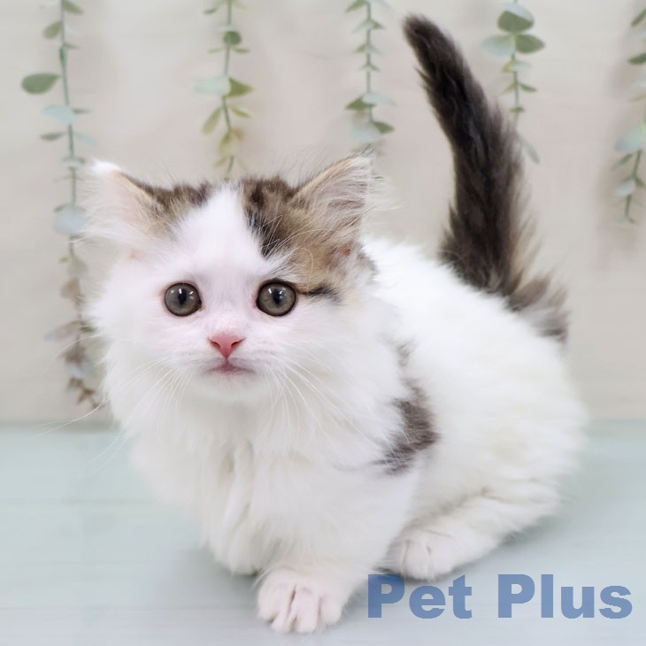 熊本県のマンチカン (ペットプラス 熊本店/2026年1月19日生まれ/男の子/ブラウンタビーホワイト)の子猫の1枚目の画像