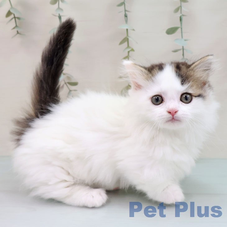 熊本県のマンチカン (ペットプラス 熊本店/2026年1月19日生まれ/男の子/ブラウンタビーホワイト)の子猫の2枚目の画像