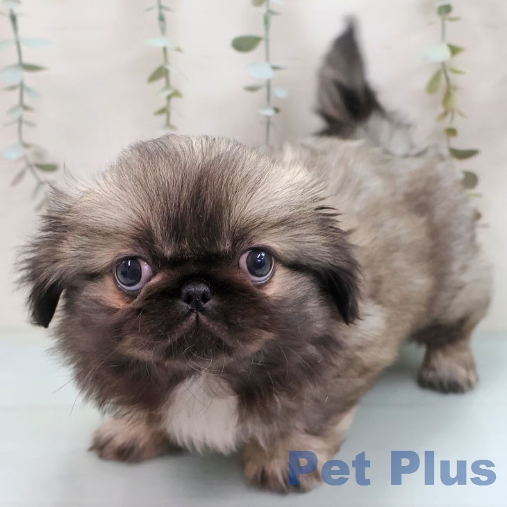 長野県のペキニーズ (ペットプラス 長野店/2026年1月25日生まれ/女の子/フォーン)の子犬