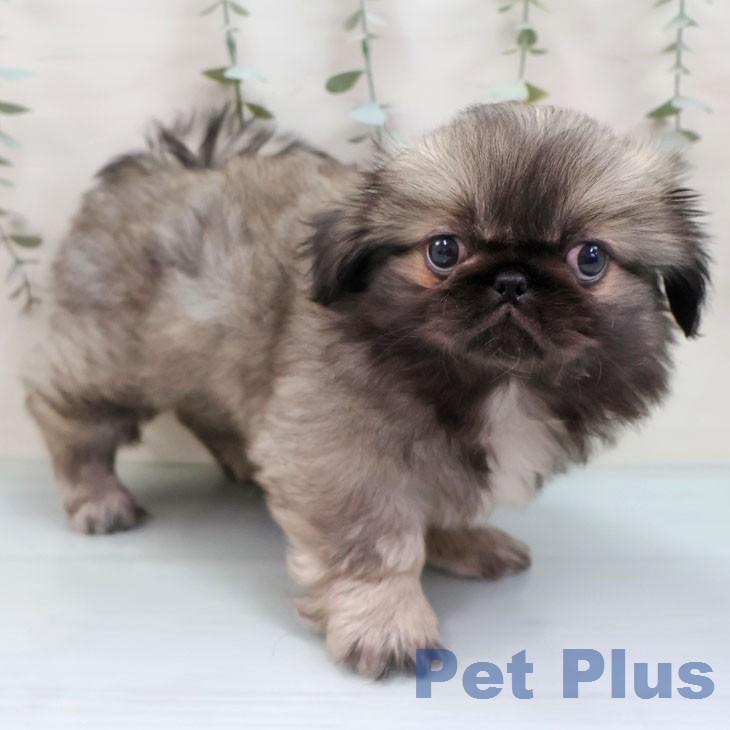 長野県のペキニーズ (ペットプラス 長野店/2026年1月25日生まれ/女の子/フォーン)の子犬の2枚目の画像