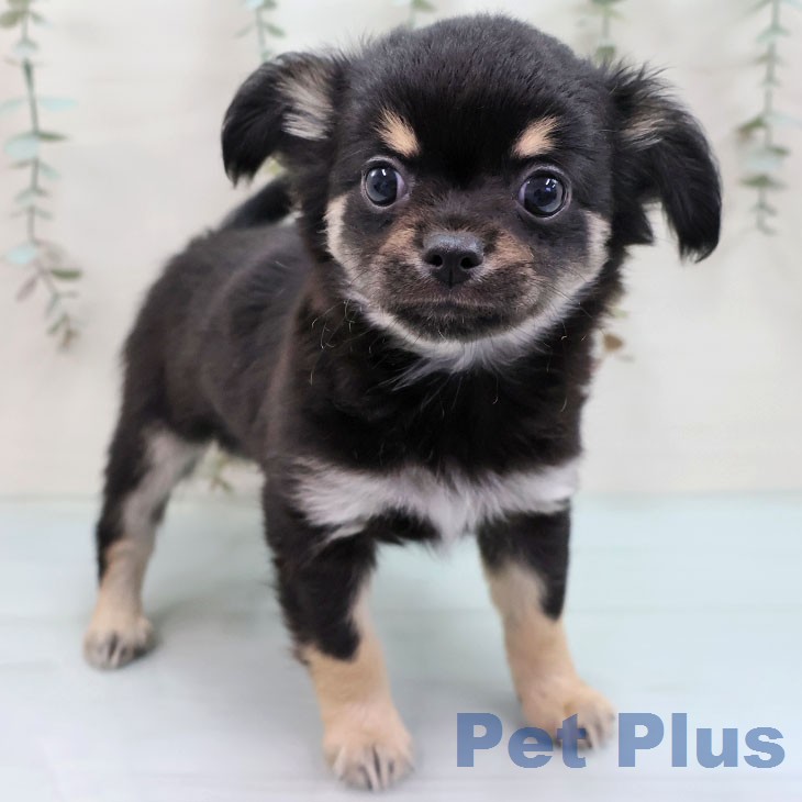 千葉県のチワワ(ロング) (ペッツワン 千葉ニュータウン店/2026年1月29日生まれ/男の子/ブラックタンホワイト)の子犬の1枚目の画像