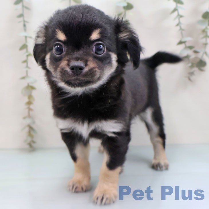 千葉県のチワワ(ロング) (ペッツワン 千葉ニュータウン店/2026年1月29日生まれ/男の子/ブラックタンホワイト)の子犬の2枚目の画像