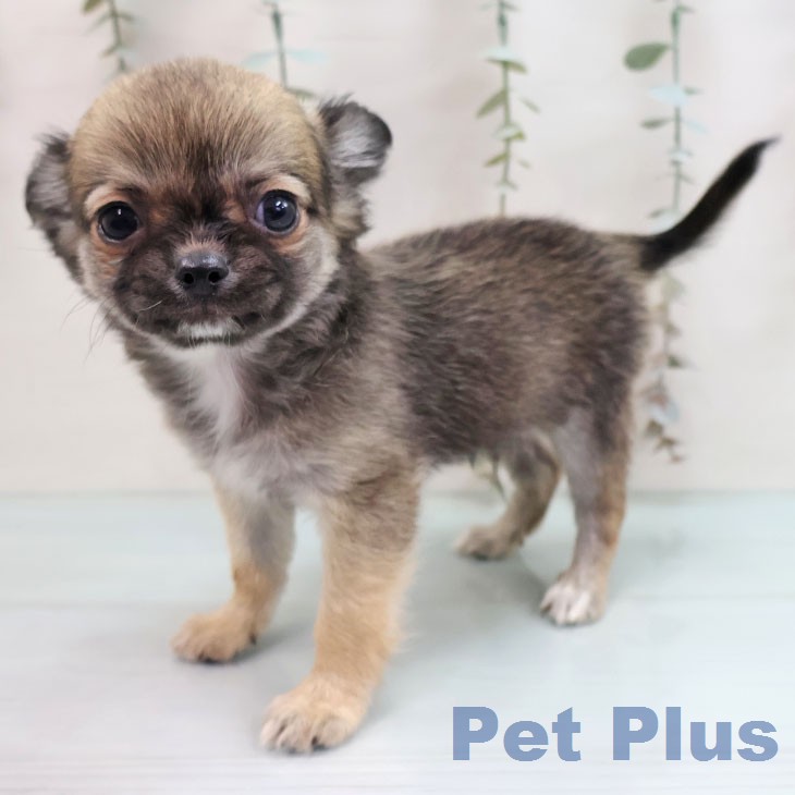 千葉県のチワワ(ロング) (ペットプラス 船橋店/2026年1月29日生まれ/男の子/フォーン)の子犬の1枚目の画像