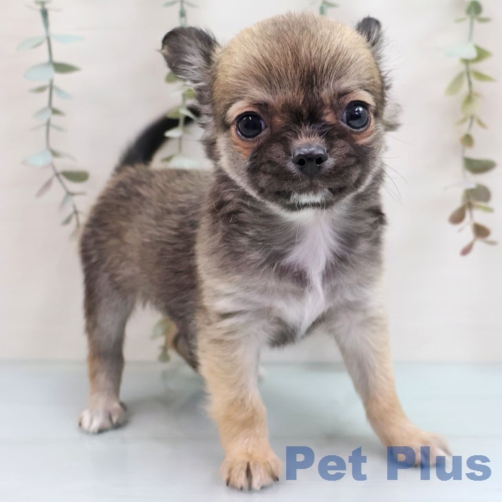 千葉県のチワワ(ロング) (ペットプラス 船橋店/2026年1月29日生まれ/男の子/フォーン)の子犬の2枚目の画像