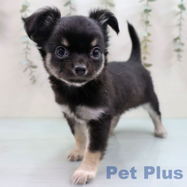 東京都のチワワ(ロング) (ペットプラス 日の出店/2026年1月29日生まれ/女の子/ブラックタンホワイト)の子犬