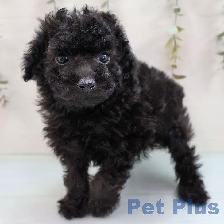 福岡県のトイプードル(トイ) (ペットプラス 八幡東店/2026年1月27日生まれ/男の子/ブラック)の子犬の1枚目の画像