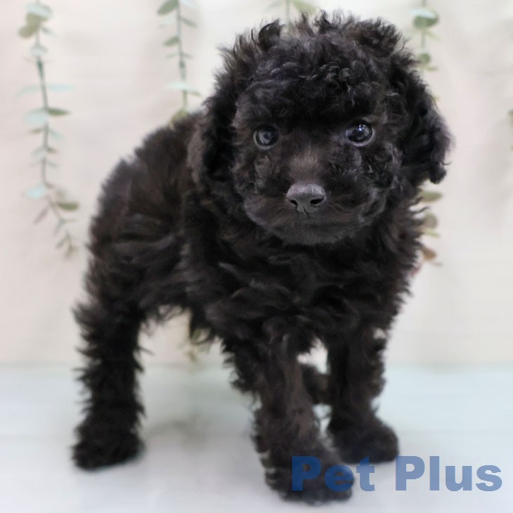 福岡県のトイプードル(トイ) (ペットプラス 八幡東店/2026年1月27日生まれ/男の子/ブラック)の子犬の2枚目の画像