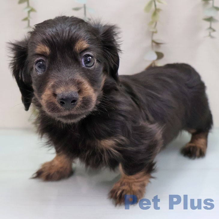 福岡県のカニンヘンダックスフンド(ロング) (ペットプラス ららぽーと福岡店/2026年1月30日生まれ/女の子/ブラックタン)の子犬の1枚目の画像