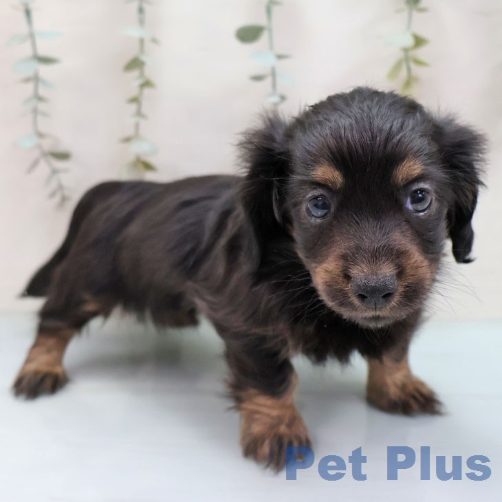 福岡県のカニンヘンダックスフンド(ロング) (ペットプラス ららぽーと福岡店/2026年1月30日生まれ/女の子/ブラックタン)の子犬の2枚目の画像