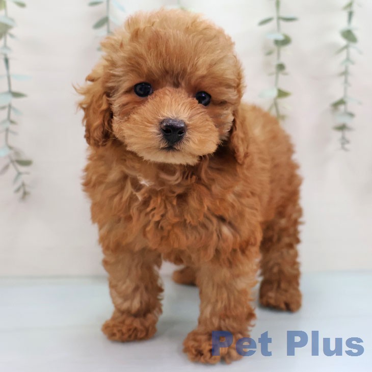福岡県のトイプードル(トイ) (ペットプラス 小倉南店/2026年1月30日生まれ/男の子/オレンジフォーン)の子犬の1枚目の画像