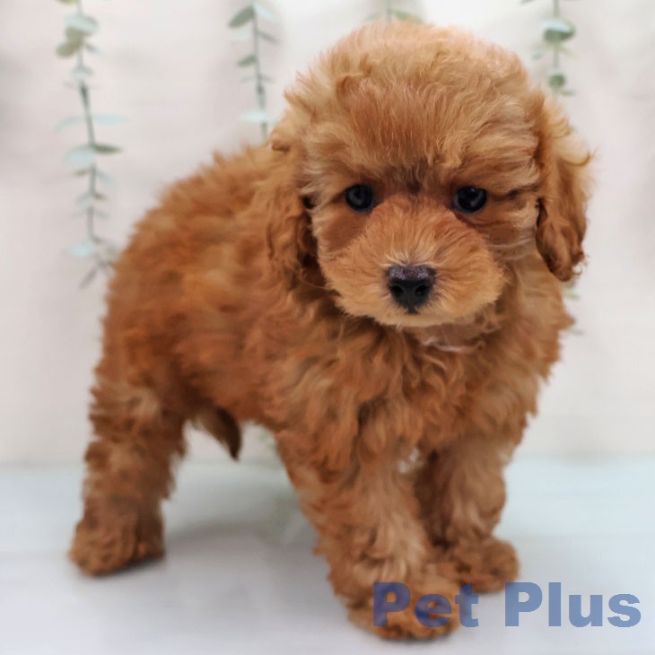 福岡県のトイプードル(トイ) (ペットプラス 小倉南店/2026年1月30日生まれ/男の子/オレンジフォーン)の子犬の2枚目の画像