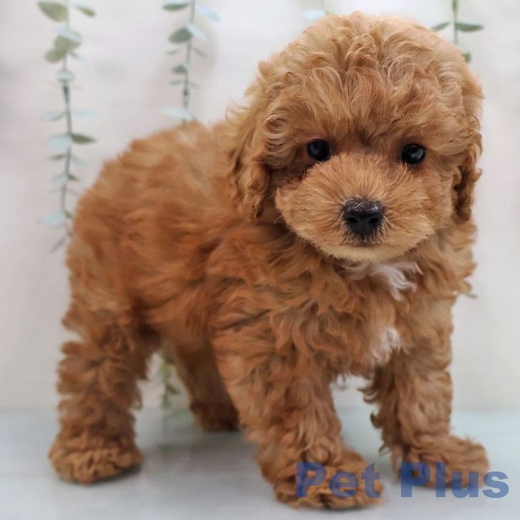 沖縄県のトイプードル(トイ) (ペットプラス 沖縄ライカム店/2026年1月30日生まれ/男の子/レッドフォーン)の子犬の1枚目の画像