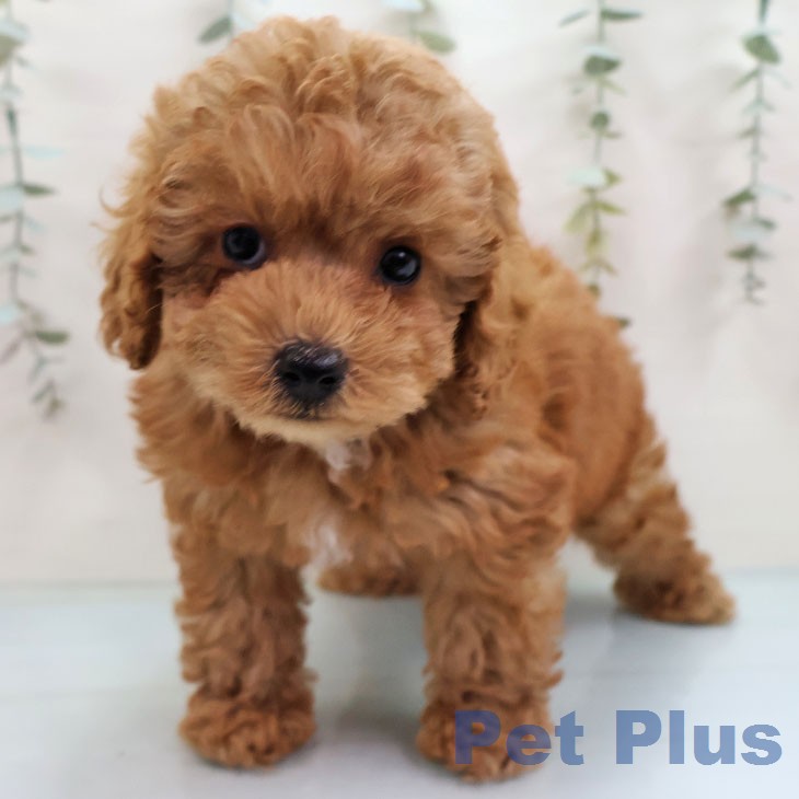 沖縄県のトイプードル(トイ) (ペットプラス 沖縄ライカム店/2026年1月30日生まれ/男の子/レッドフォーン)の子犬の2枚目の画像