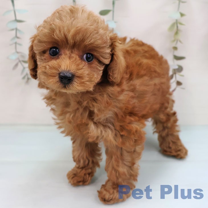福岡県のトイプードル(トイ) (ペットプラス 八幡東店/2026年1月30日生まれ/女の子/レッドフォーン)の子犬の1枚目の画像