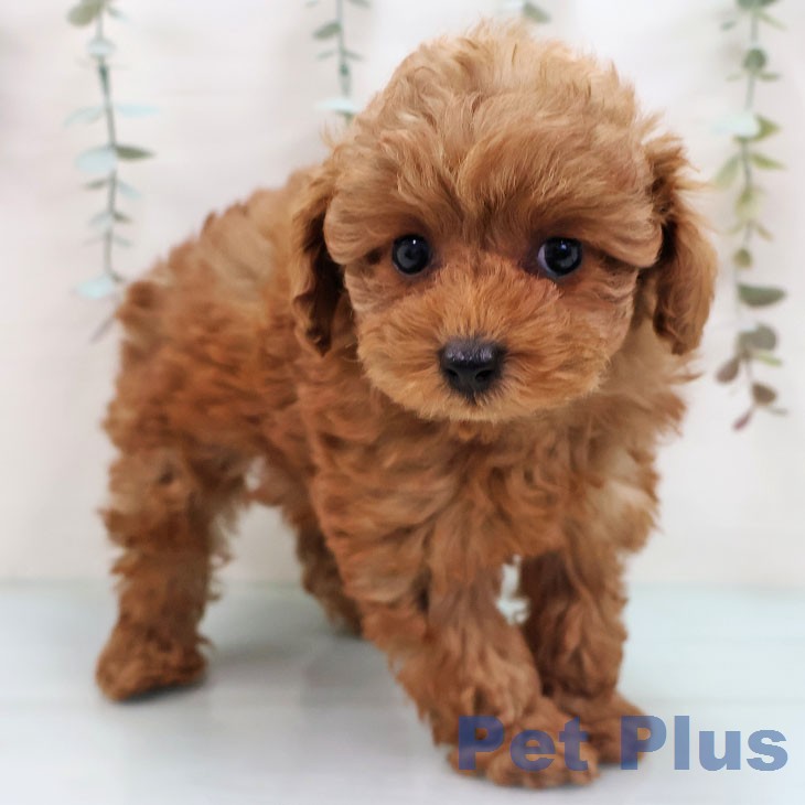 福岡県のトイプードル(トイ) (ペットプラス 八幡東店/2026年1月30日生まれ/女の子/レッドフォーン)の子犬の2枚目の画像