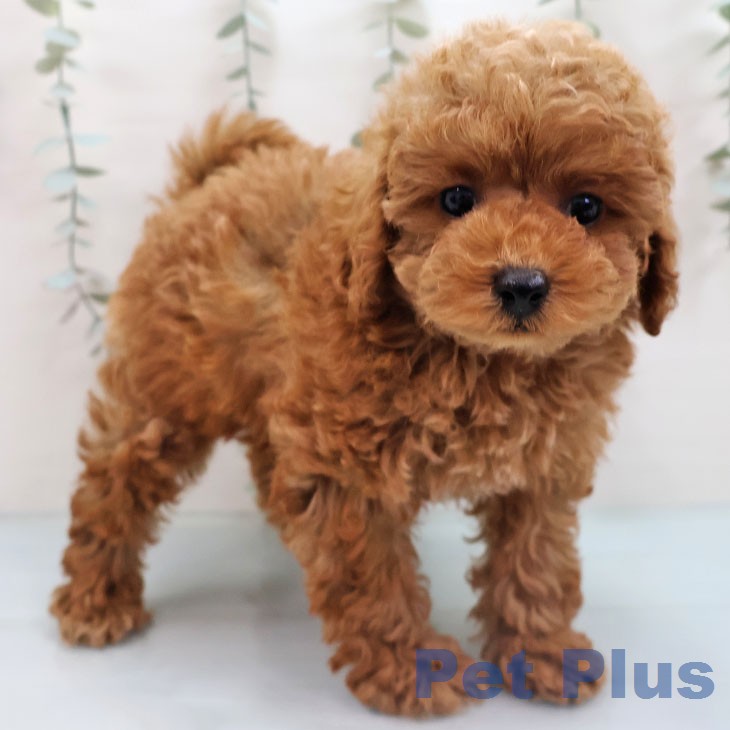 福岡県のトイプードル(トイ) (ペットプラス ららぽーと福岡店/2026年1月30日生まれ/女の子/オレンジフォーン)の子犬の1枚目の画像