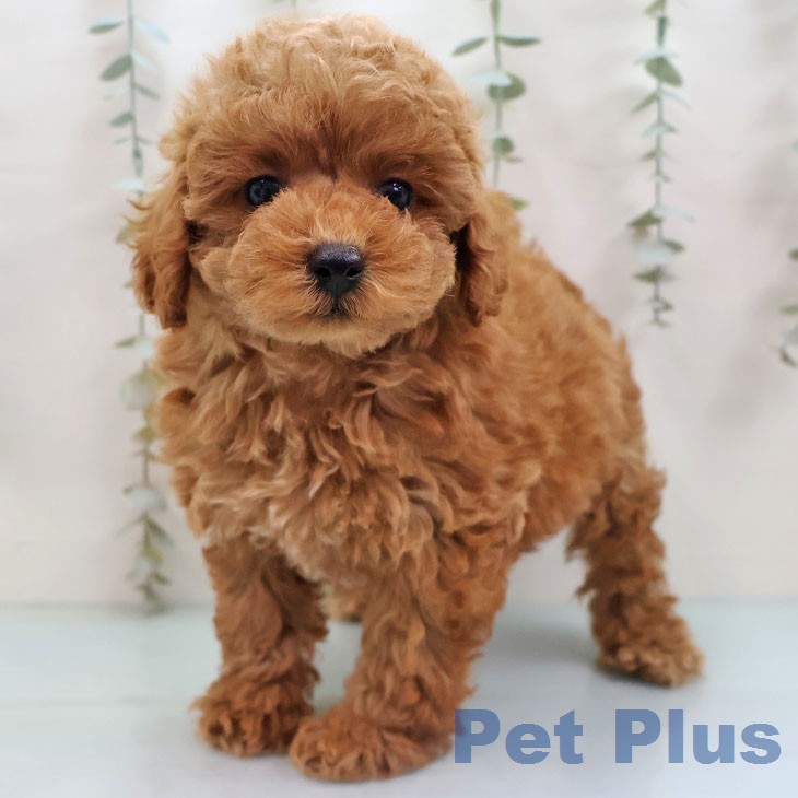 福岡県のトイプードル(トイ) (ペットプラス ららぽーと福岡店/2026年1月30日生まれ/女の子/オレンジフォーン)の子犬の2枚目の画像