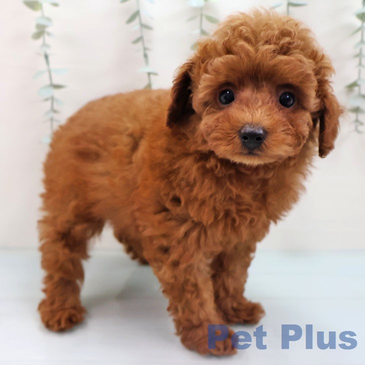 福岡県のトイプードル(トイ) (ペットプラス ららぽーと福岡店/2026年1月30日生まれ/男の子/レッドフォーン)の子犬の1枚目の画像