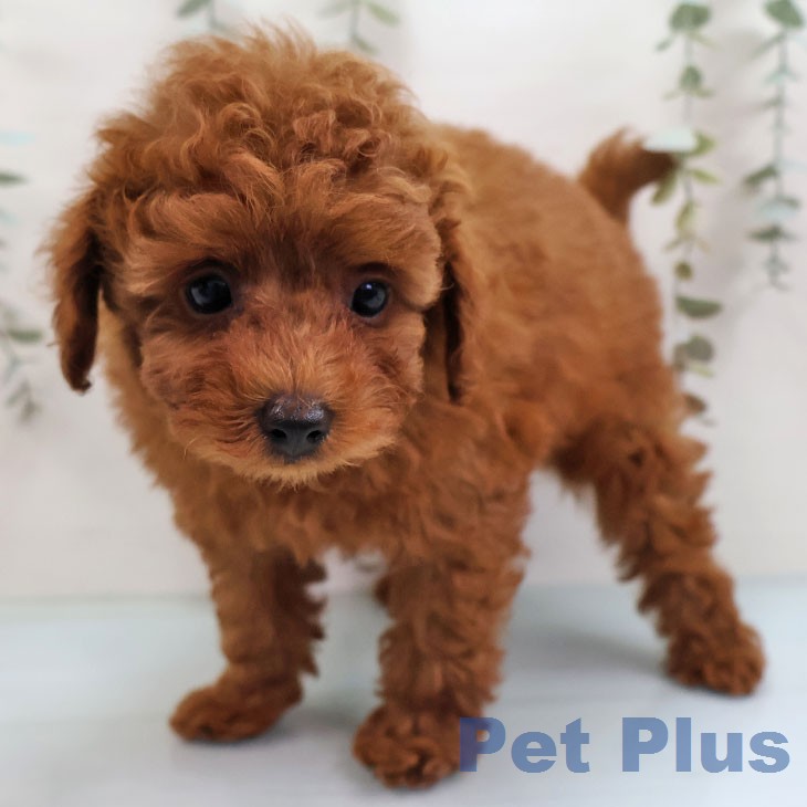 福岡県のトイプードル(トイ) (ペットプラス ららぽーと福岡店/2026年1月30日生まれ/男の子/レッドフォーン)の子犬の2枚目の画像