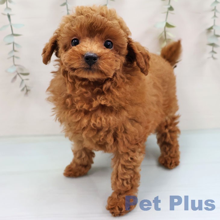 宮崎県のトイプードル(トイ) (ペットプラス 宮崎店/2026年1月30日生まれ/女の子/オレンジフォーン)の子犬の1枚目の画像