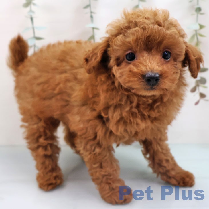 宮崎県のトイプードル(トイ) (ペットプラス 宮崎店/2026年1月30日生まれ/女の子/オレンジフォーン)の子犬の2枚目の画像