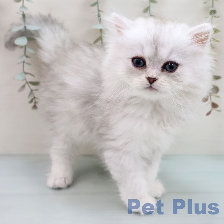 長崎県のペルシャ (ペットプラス 長崎店/2026年1月30日生まれ/男の子/チンチラシルバー)の子猫