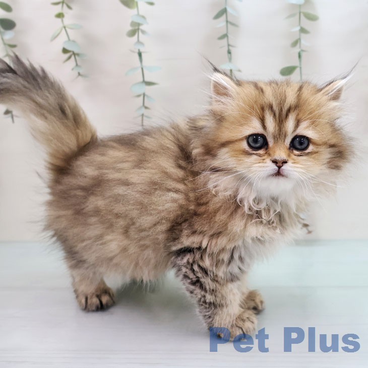 福岡県のペルシャ (ペットプラス 香椎浜店/2026年1月30日生まれ/男の子/チンチラゴールデン)の子猫の1枚目の画像