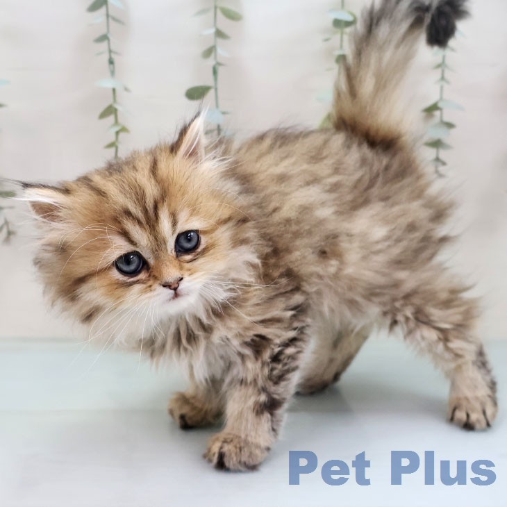 福岡県のペルシャ (ペットプラス 香椎浜店/2026年1月30日生まれ/男の子/チンチラゴールデン)の子猫の2枚目の画像
