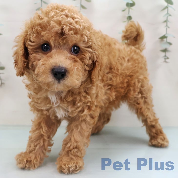鹿児島県のトイプードル(トイ) (ペットプラス 姶良店/2026年1月30日生まれ/男の子/アプリコット)の子犬の1枚目の画像