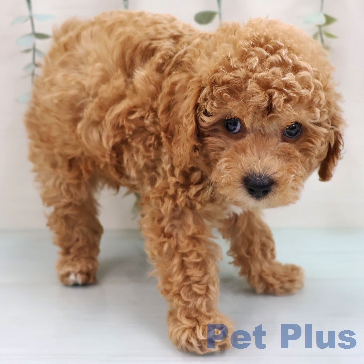 鹿児島県のトイプードル(トイ) (ペットプラス 姶良店/2026年1月30日生まれ/男の子/アプリコット)の子犬の2枚目の画像