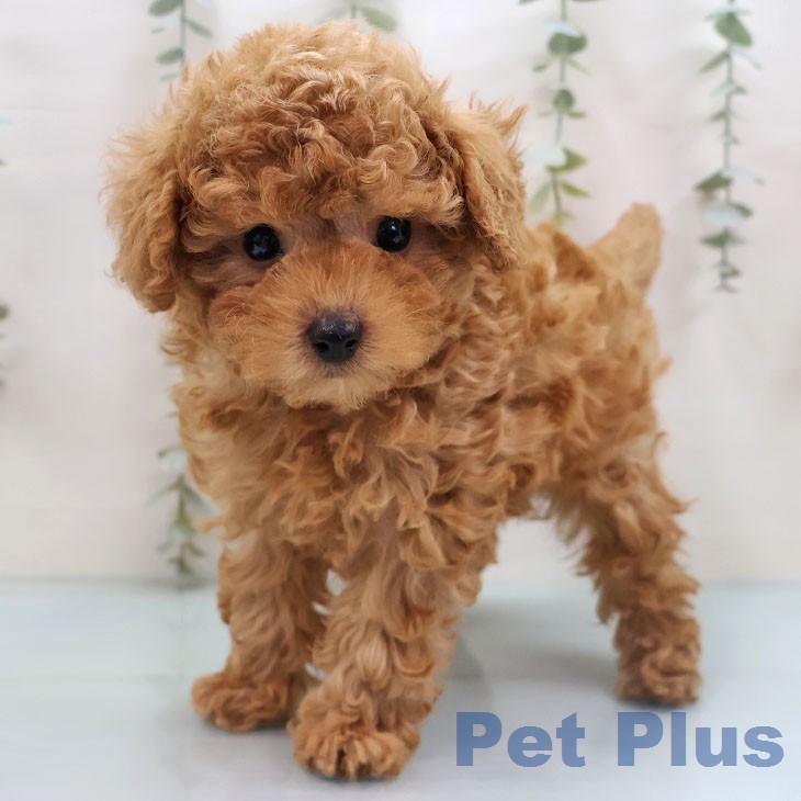 熊本県のトイプードル(トイ) (ペットプラス 熊本店/2026年1月30日生まれ/男の子/アプリコット)の子犬の1枚目の画像