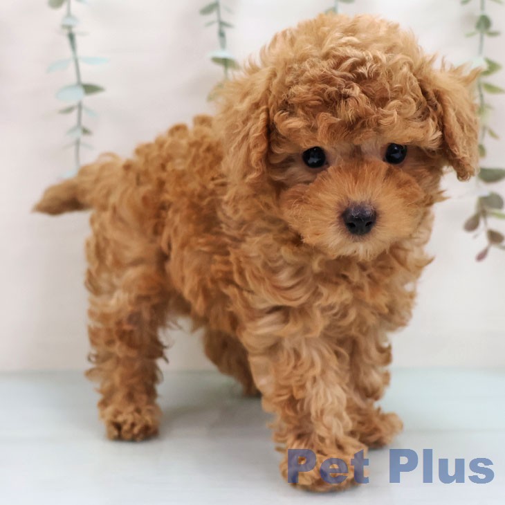 熊本県のトイプードル(トイ) (ペットプラス 熊本店/2026年1月30日生まれ/男の子/アプリコット)の子犬の2枚目の画像