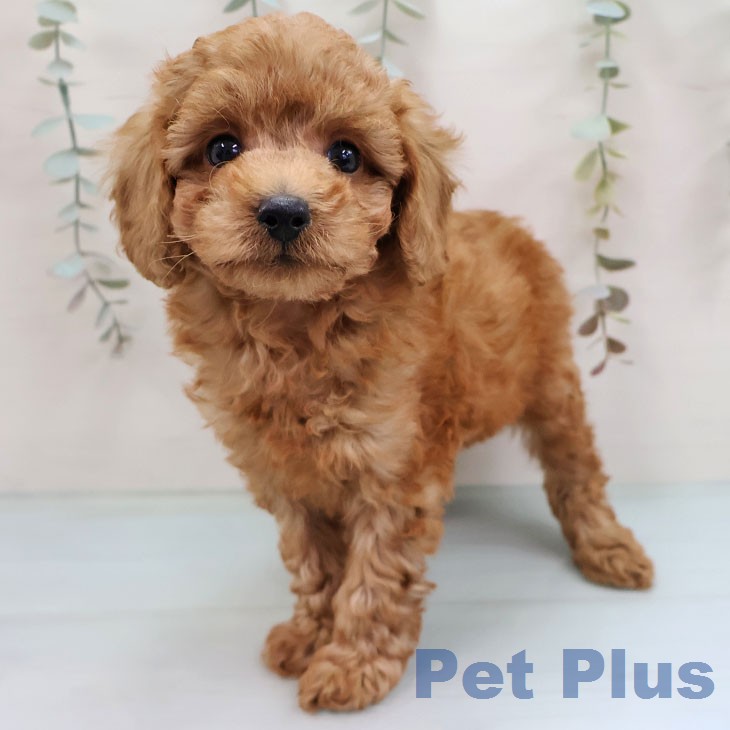 福岡県のトイプードル(トイ) (ペットプラス MARK IS 福岡ももち店/2026年1月28日生まれ/男の子/レッド)の子犬