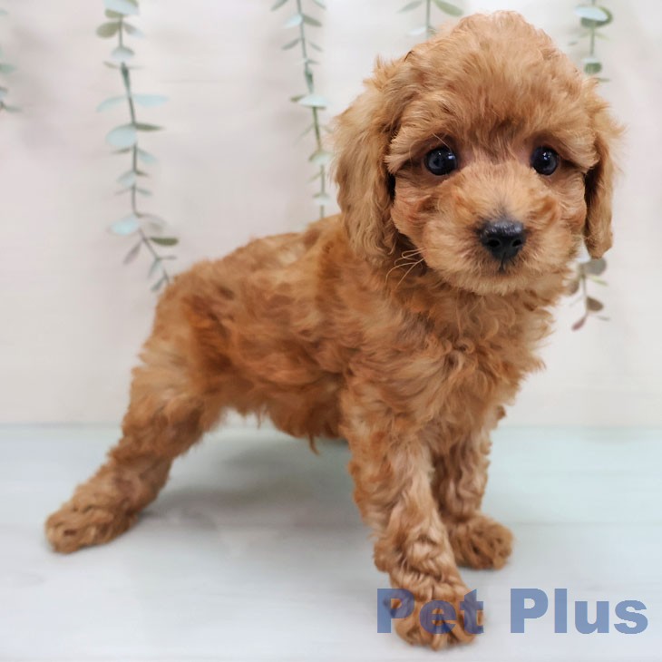 福岡県のトイプードル(トイ) (ペットプラス MARK IS 福岡ももち店/2026年1月28日生まれ/男の子/レッド)の子犬の2枚目の画像