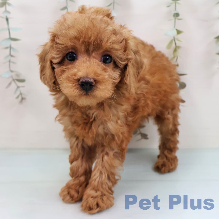 福岡県のトイプードル(トイ) (ペットプラス 香椎浜店/2026年1月28日生まれ/女の子/レッド)の子犬の1枚目の画像