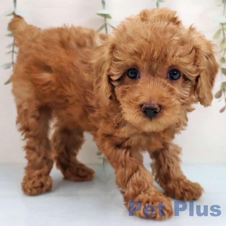 福岡県のトイプードル(トイ) (ペットプラス 香椎浜店/2026年1月28日生まれ/女の子/レッド)の子犬の2枚目の画像