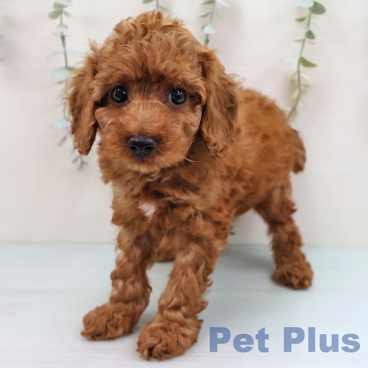 鹿児島県のトイプードル(トイ) (ペットプラス 姶良店/2026年1月28日生まれ/女の子/レッド)の子犬の1枚目の画像