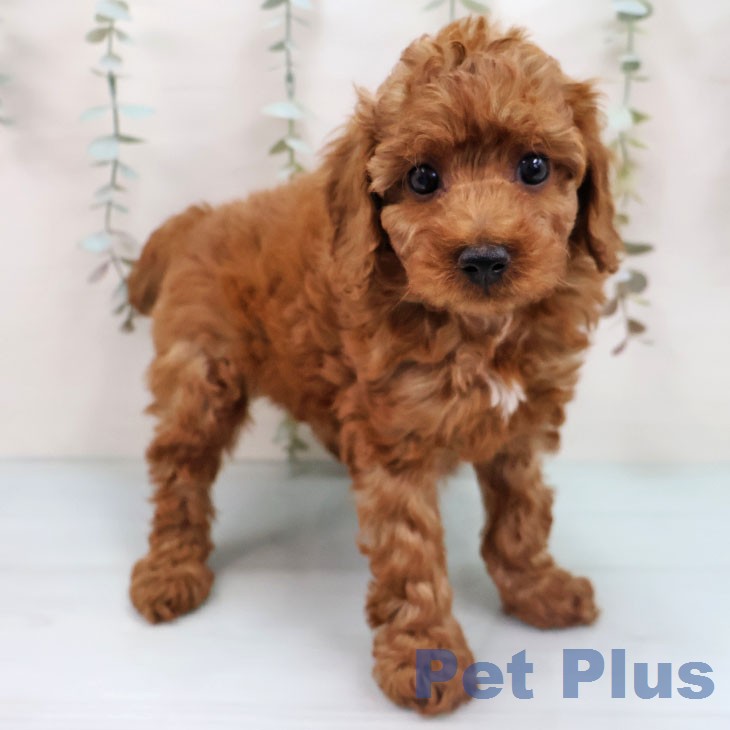 鹿児島県のトイプードル(トイ) (ペットプラス 姶良店/2026年1月28日生まれ/女の子/レッド)の子犬の2枚目の画像