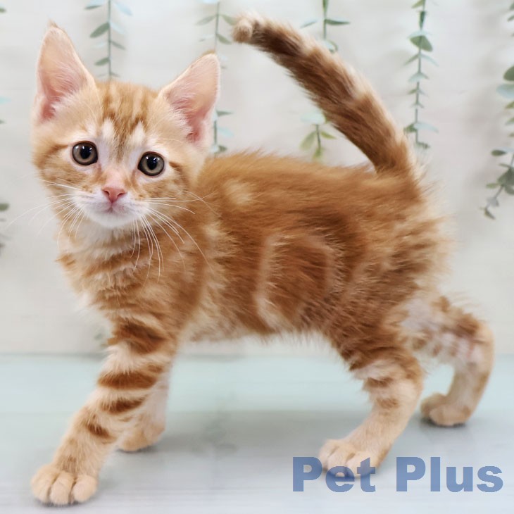 福岡県のアメリカンショートヘアー (ペットプラス 八幡東店/2026年1月26日生まれ/男の子/レッドタビー)の子猫の1枚目の画像