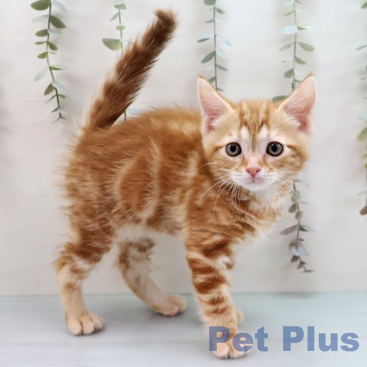 福岡県のアメリカンショートヘアー (ペットプラス 八幡東店/2026年1月26日生まれ/男の子/レッドタビー)の子猫の2枚目の画像